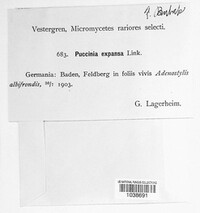 Puccinia glomerata image